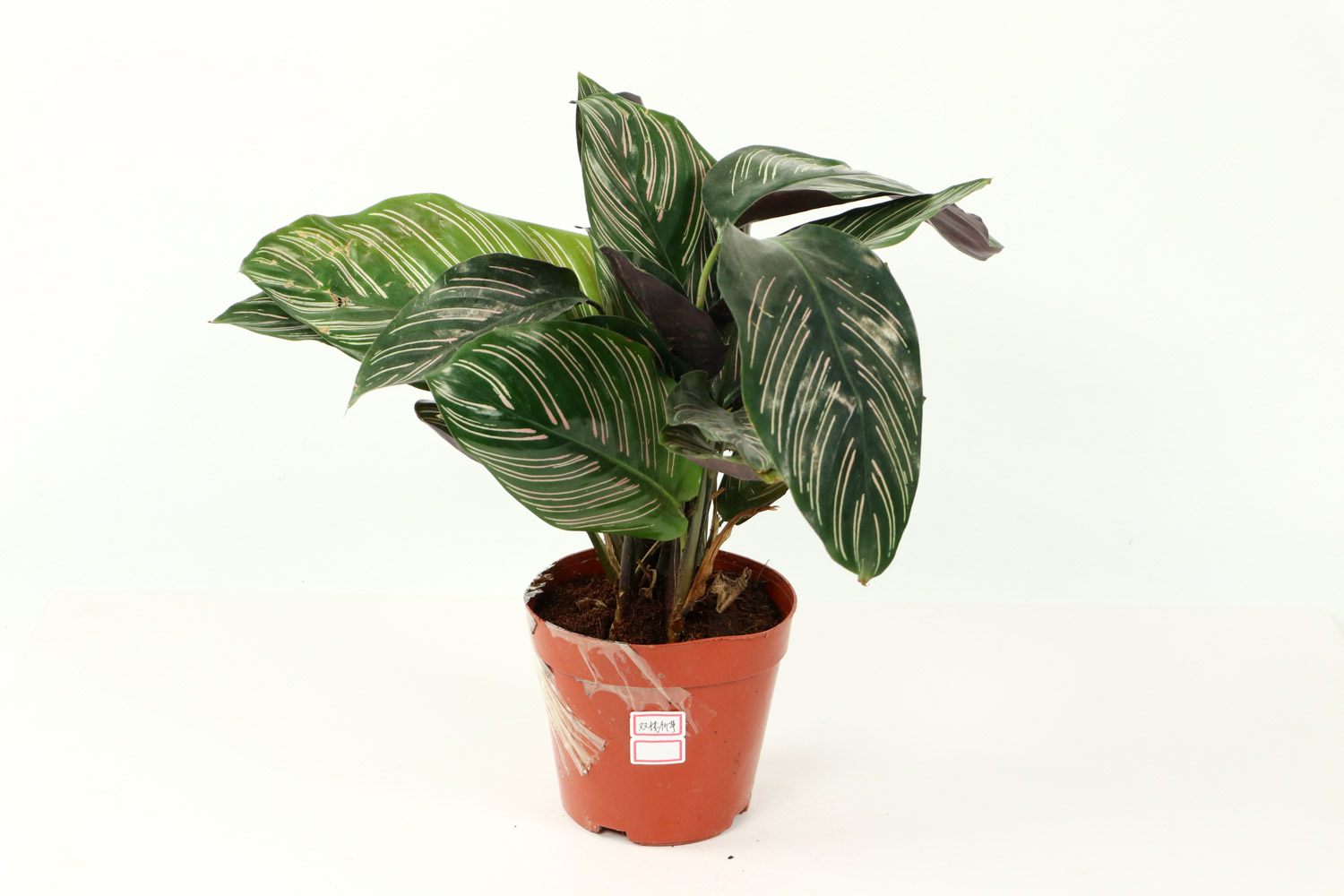 竹芋 竹芋叶子卷了如何办