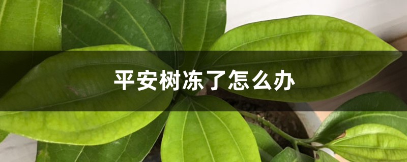 平安树冻了如何办