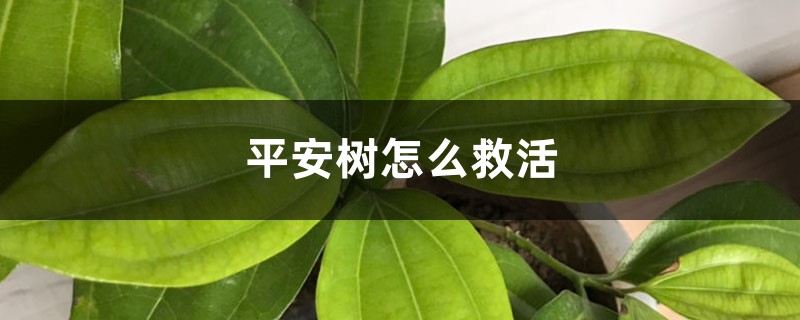平安树如何救活