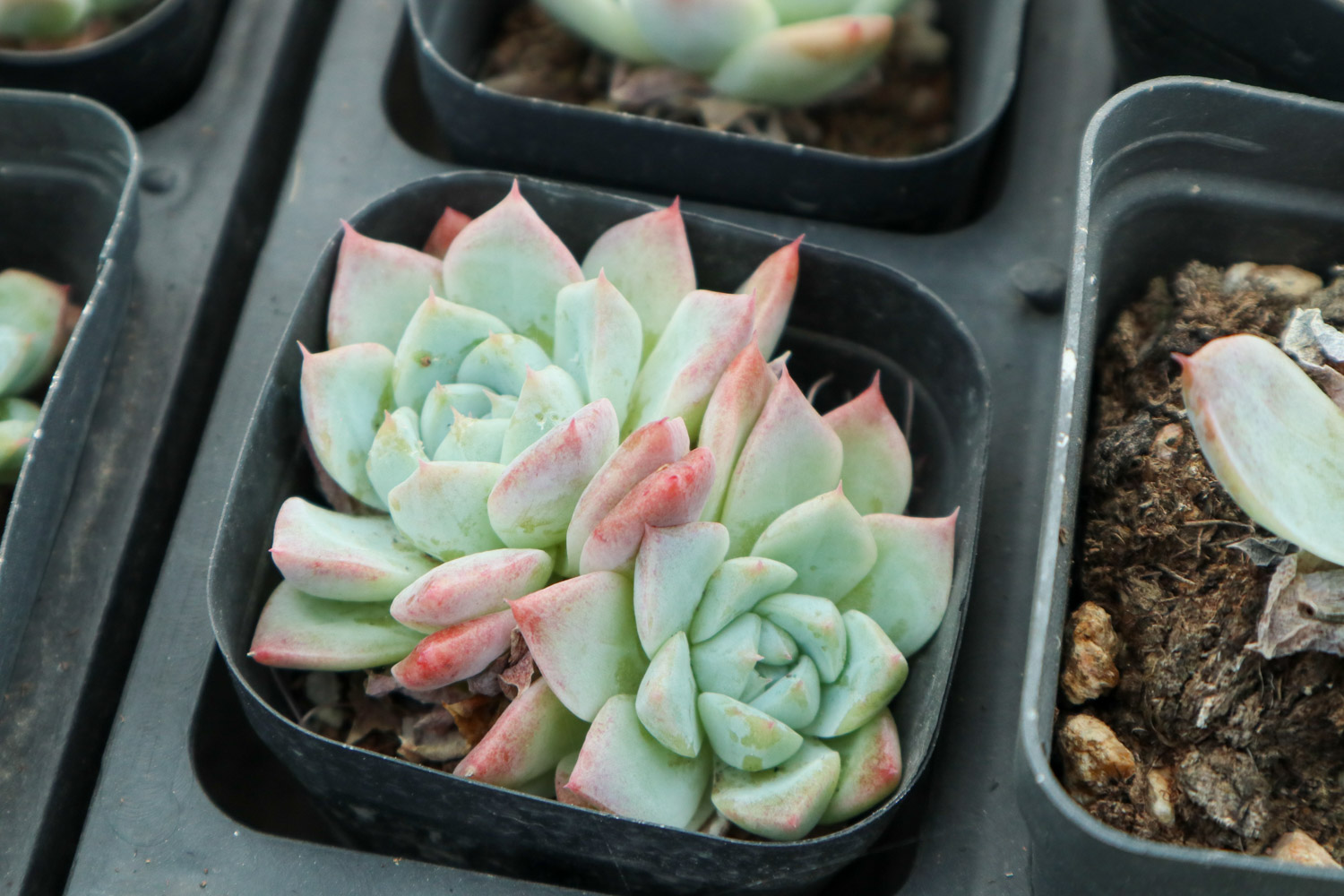 多肉 多肉突然叶子掉完了如何办