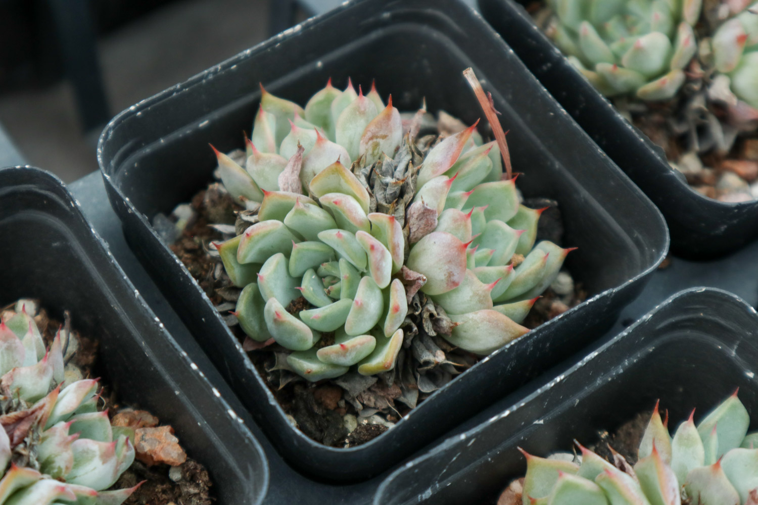 多肉 多肉突然叶子掉完了如何办