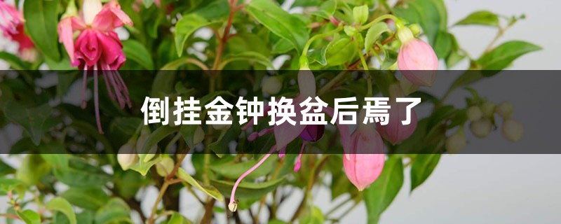 倒挂金钟换盆后焉了的原因