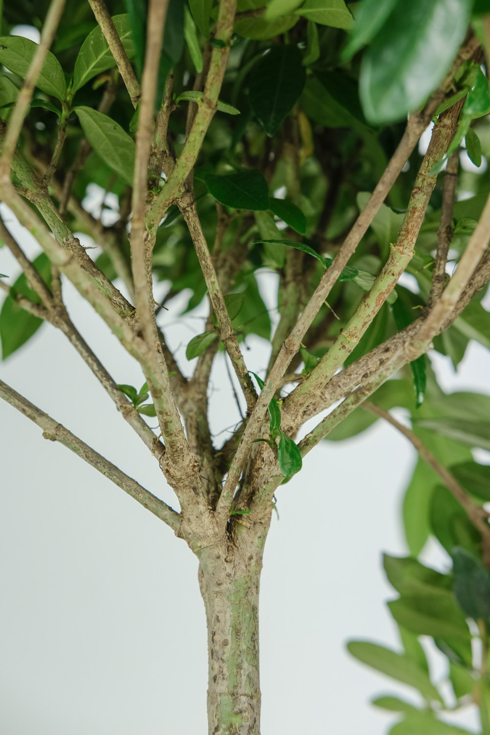 栀子花 栀子花花骨朵发黄掉落如何办