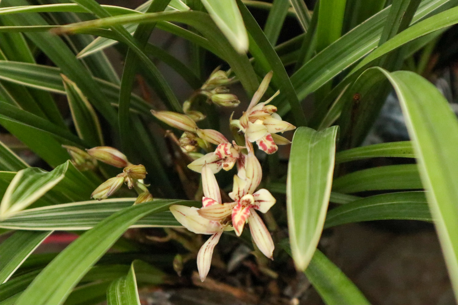 兰花的叶子为何扭了