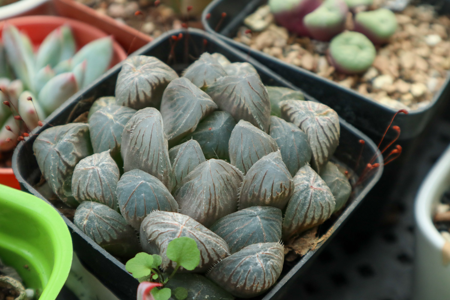 如何修复徒长的玉露