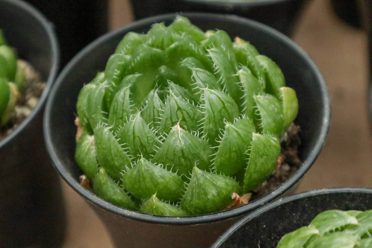 如何修复徒长的玉露