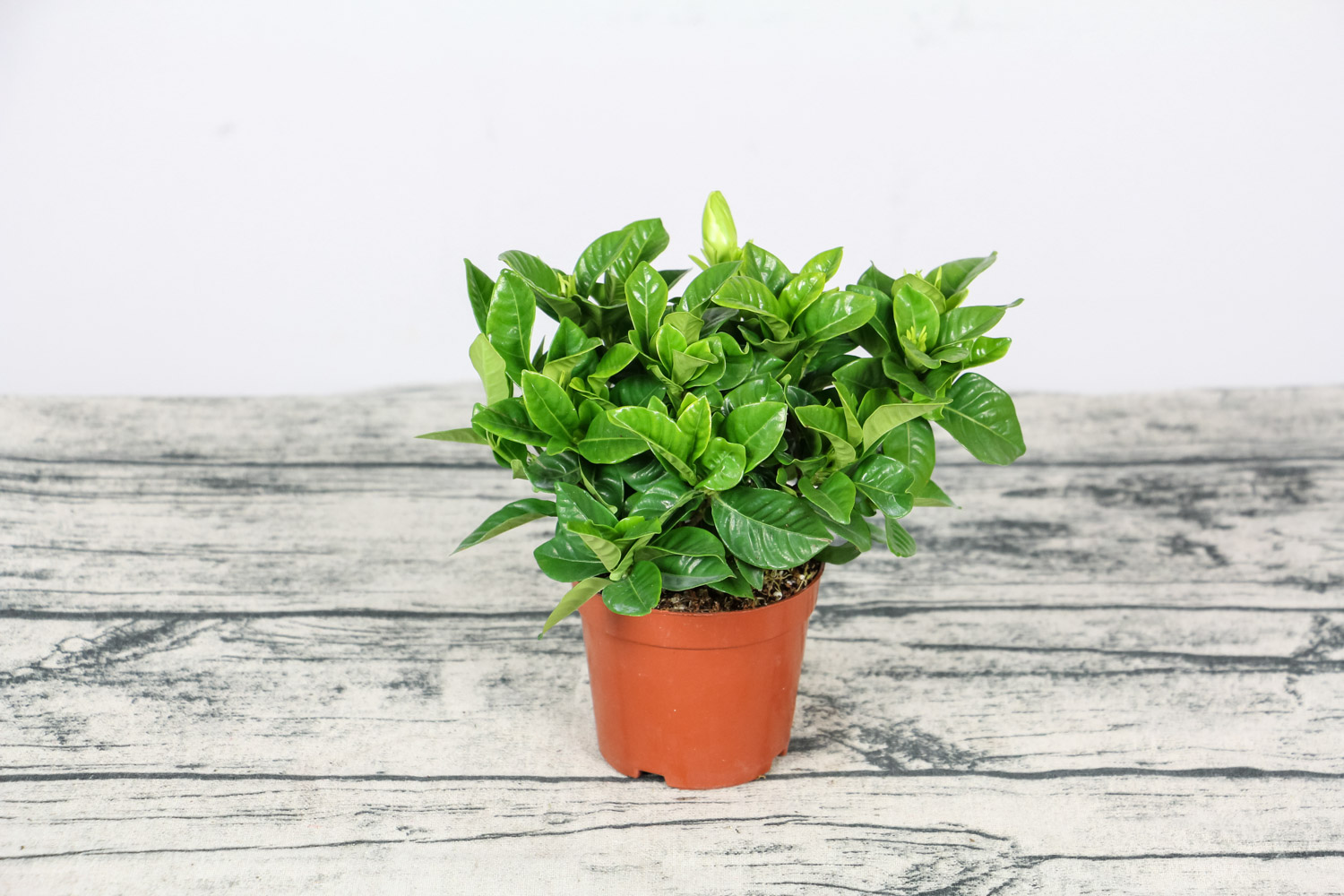 栀子花叶蔫了补救措施