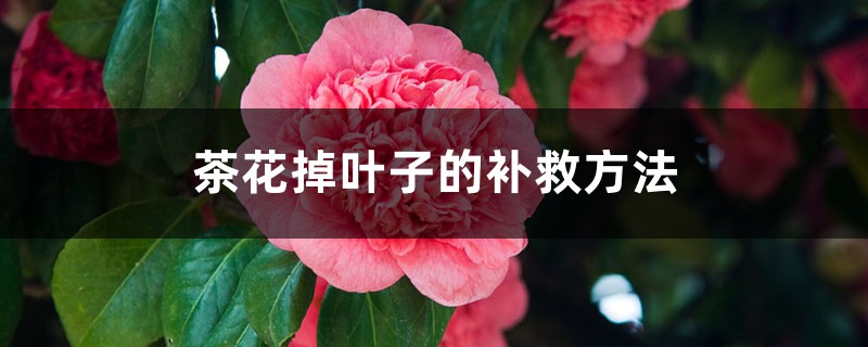 茶花叶子都掉了如何补救