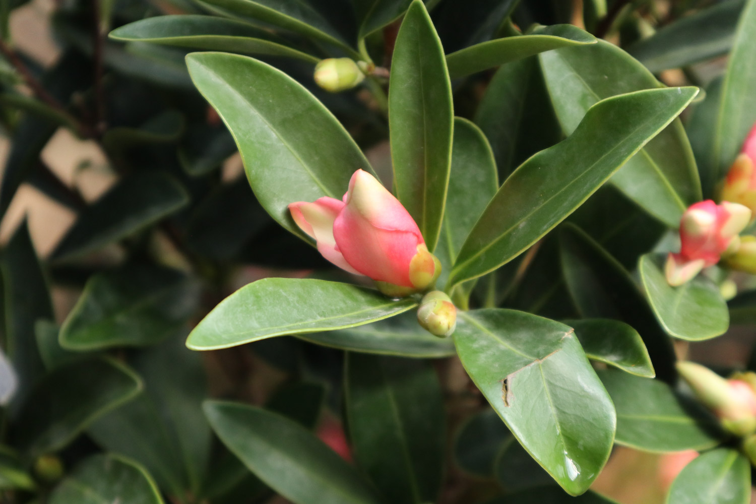 茶花 茶花叶子都掉了如何补救