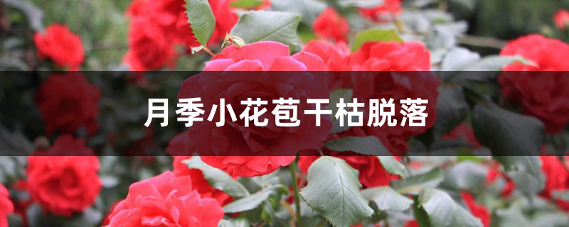 月季小花苞干枯脱落如何办