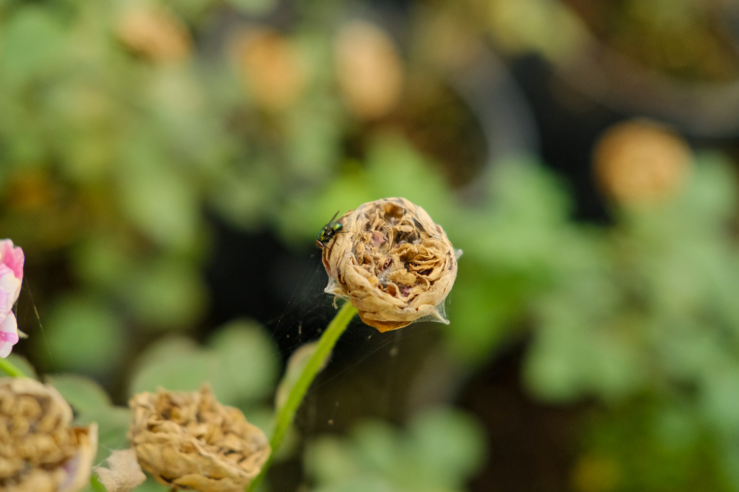 月季小花苞干枯脱落如何办