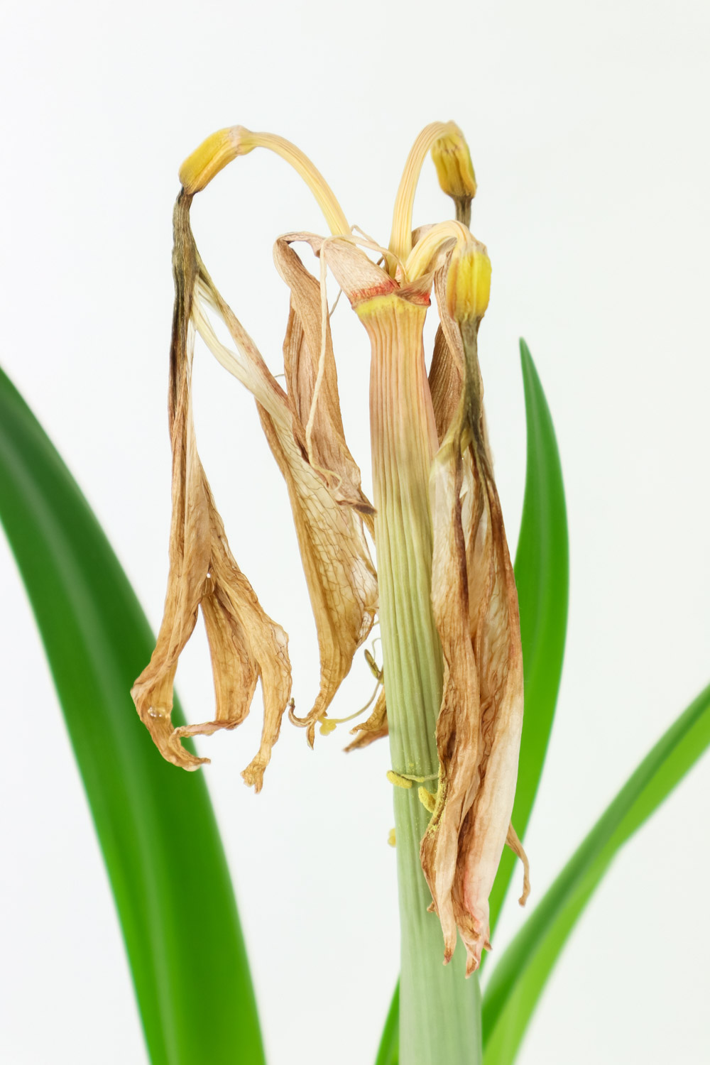 朱顶红不开花什么原因