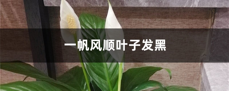 一帆风顺叶子发黑如何办