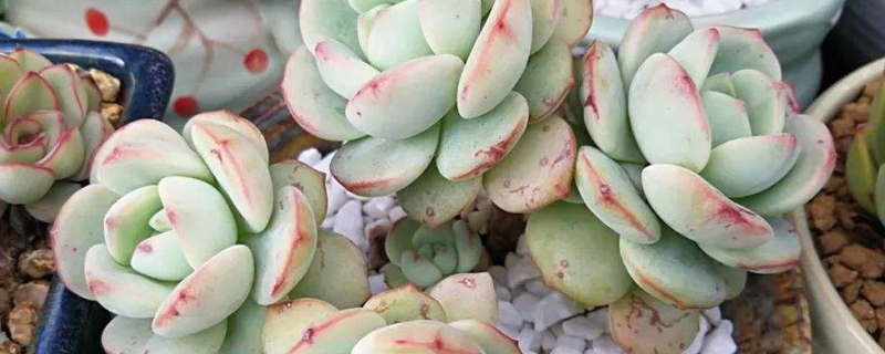 多肉长白霜如何办