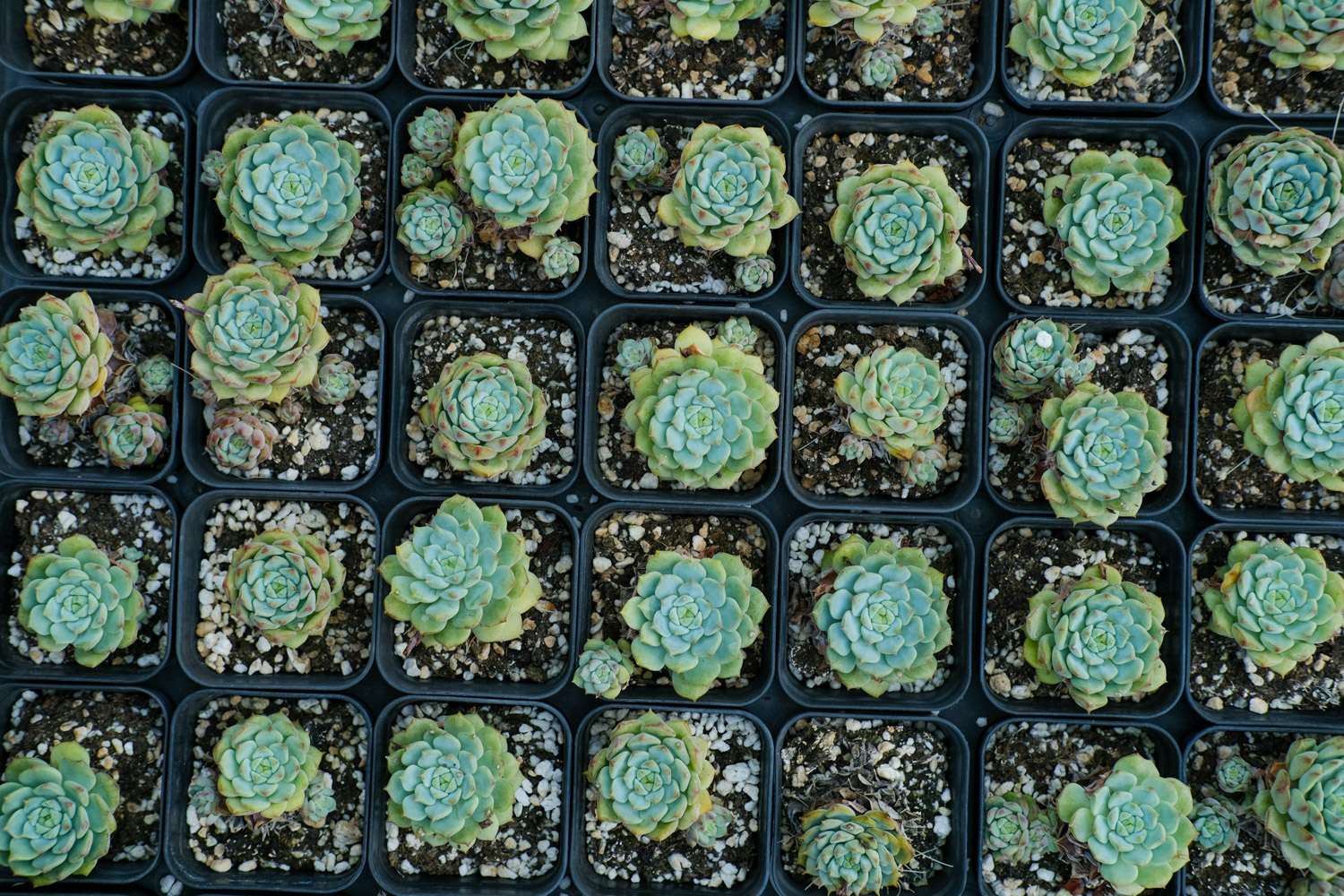 多肉 多肉长白霜如何办