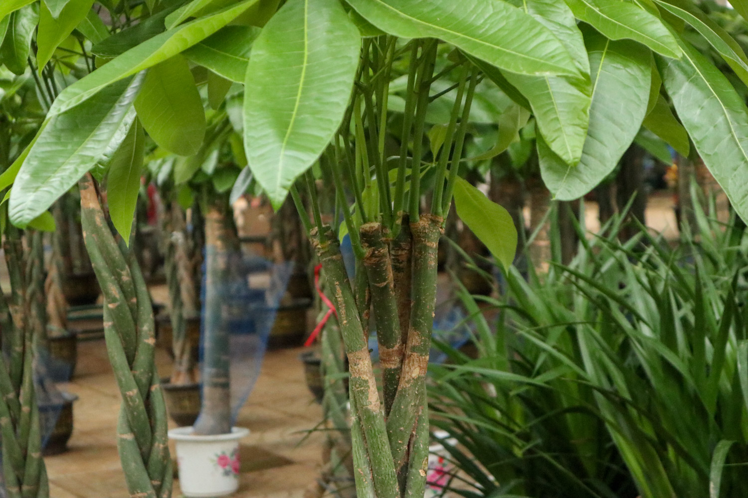 发财树 发财树叶子卷曲是什么原因