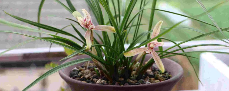 兰花叶子开裂如何回事