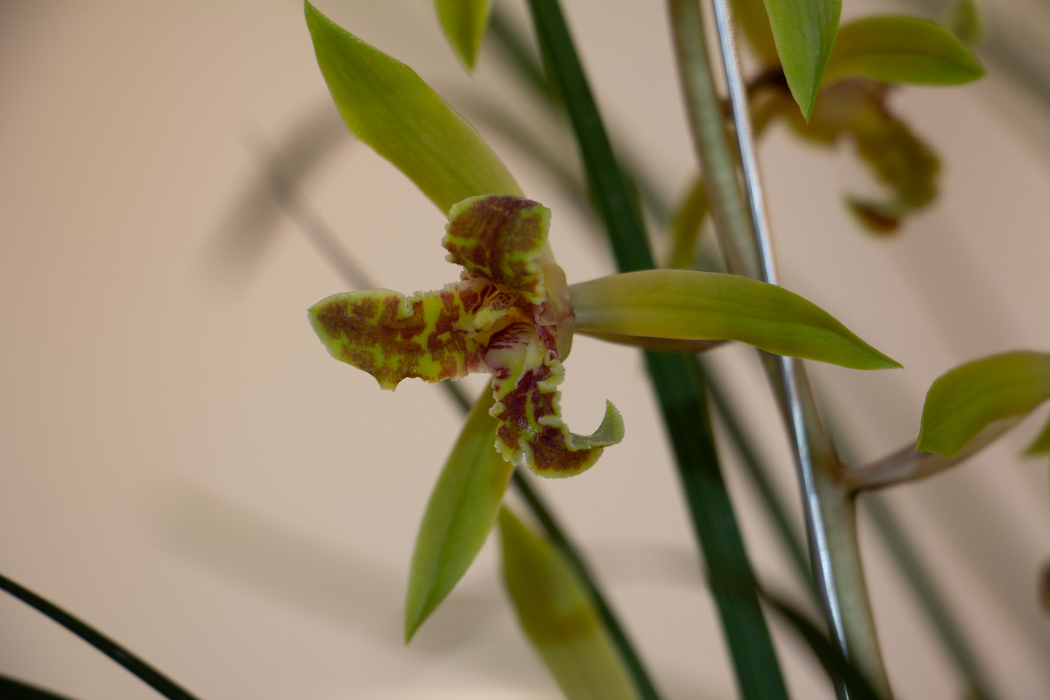 兰花叶子开裂如何回事