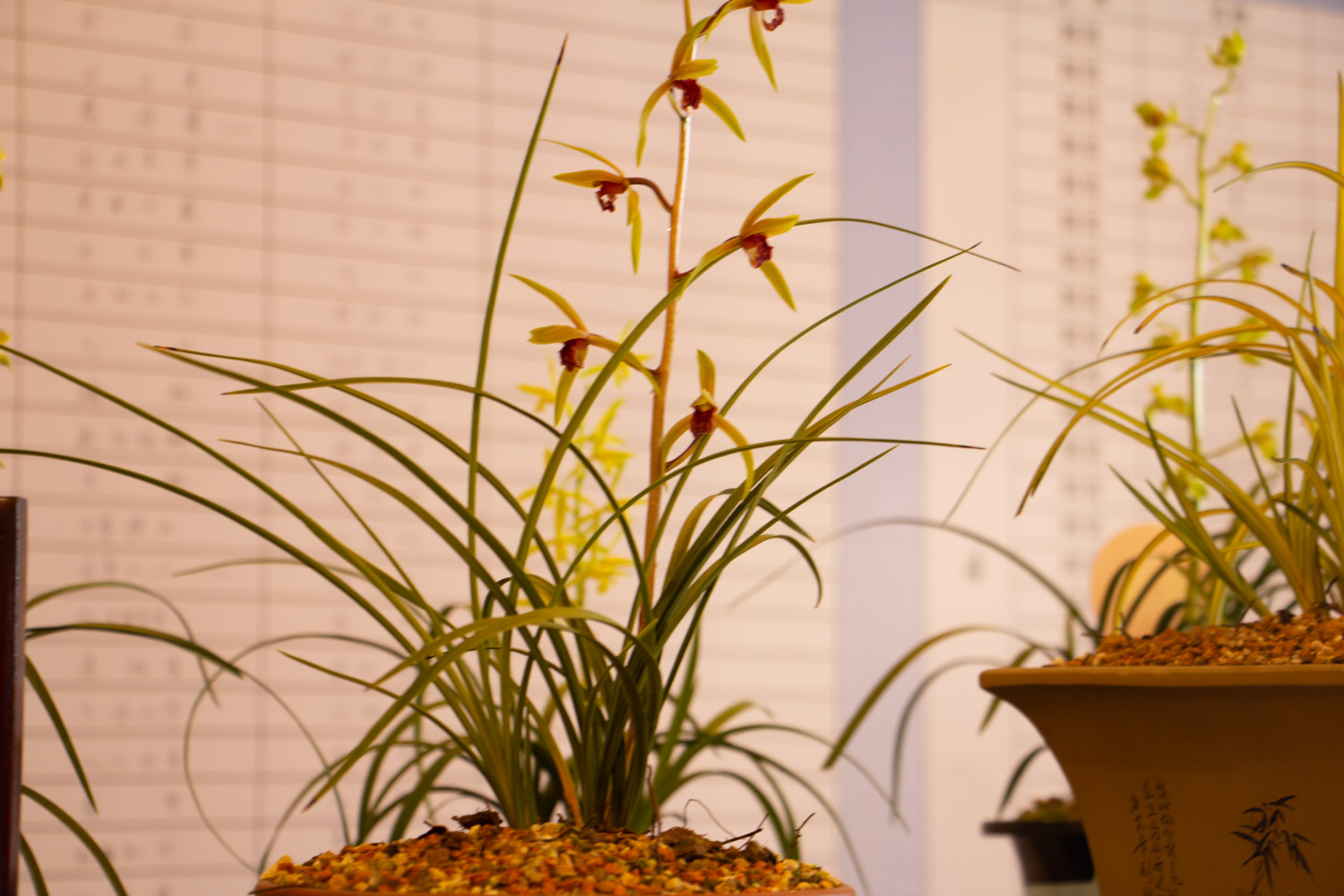 兰花叶子开裂如何回事