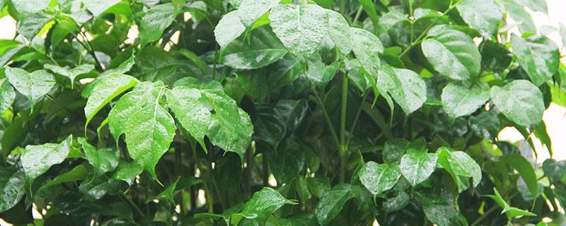 绿宝掉叶子是如何回事