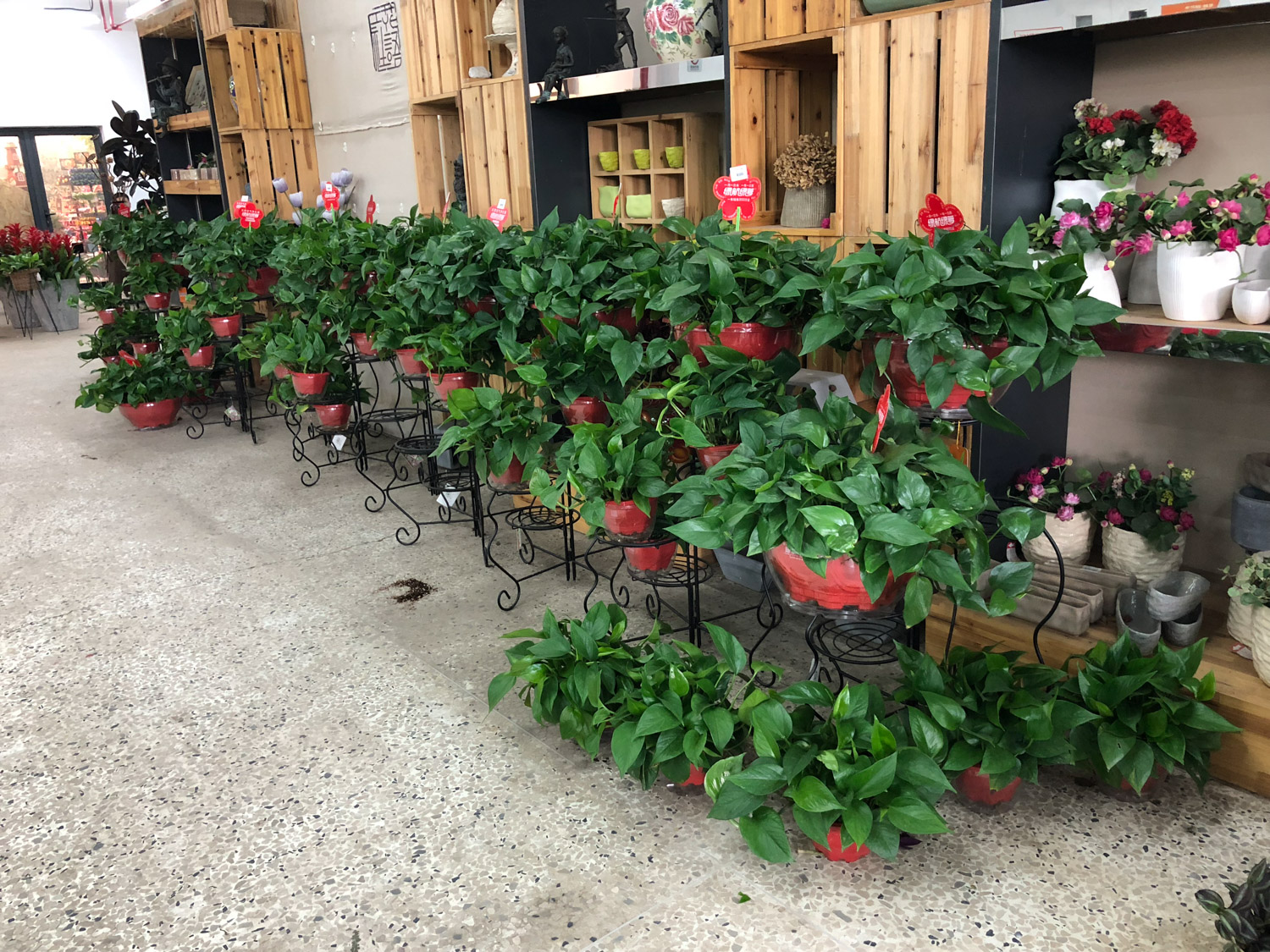 绿萝叶子软了如何回事