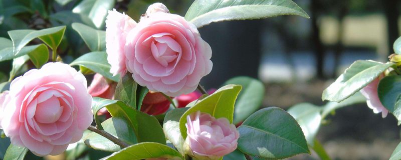 茶花树掉叶子如何回事