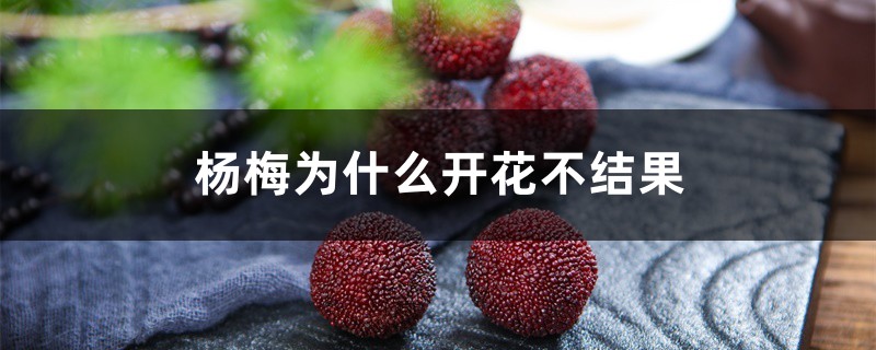 杨梅为何开花不结果
