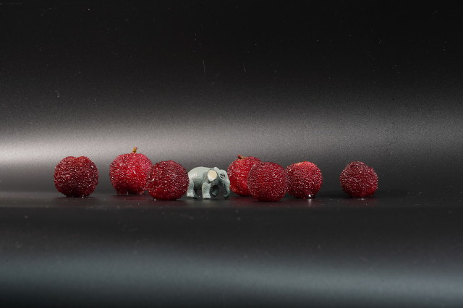 杨梅为何开花不结果