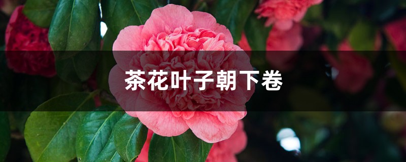 茶花叶子朝下卷如何回事