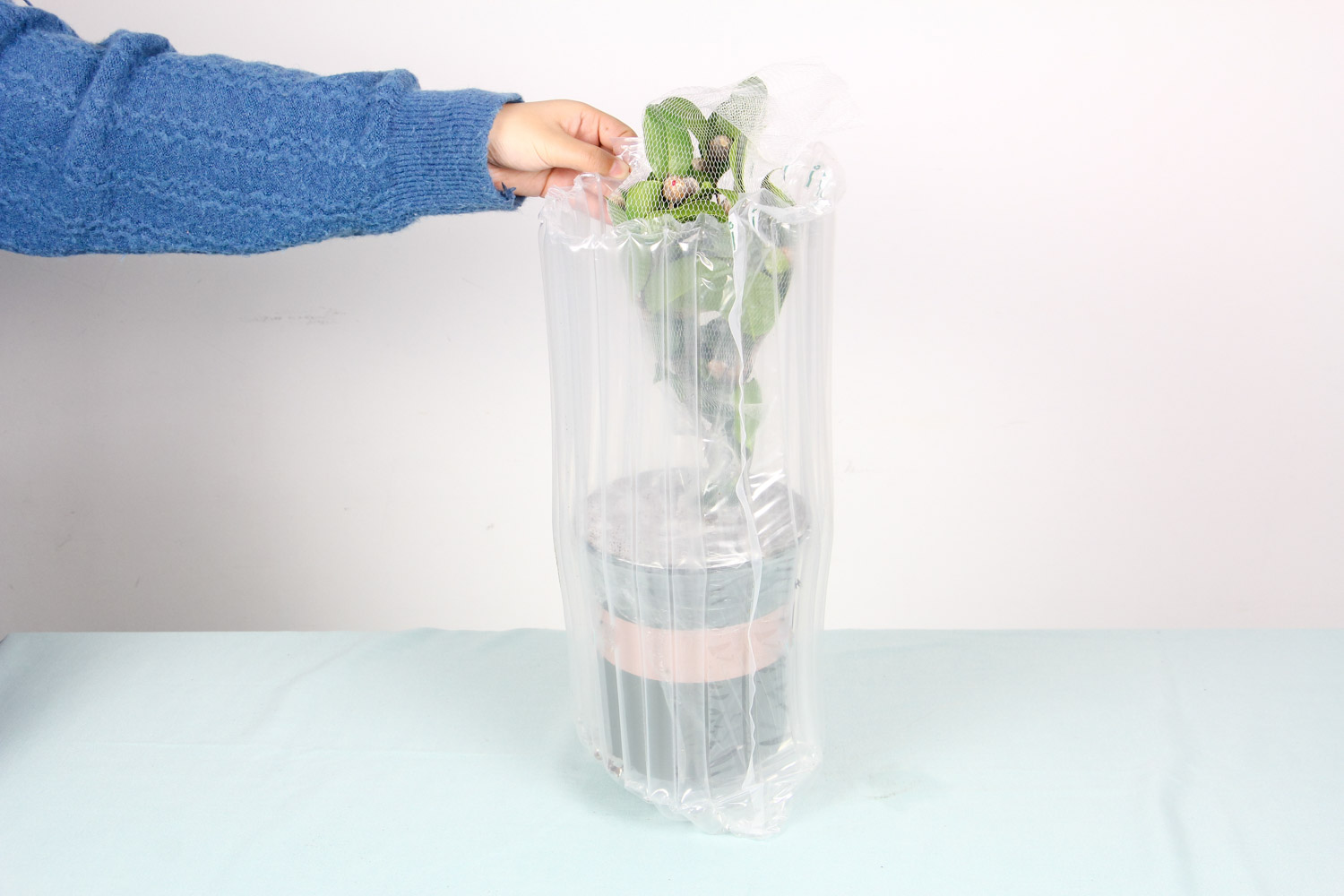 茶花叶子朝下卷如何回事