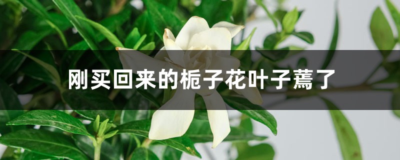 刚买回来的栀子花叶子蔫了如何办