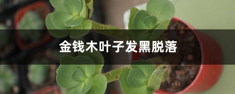 金钱木叶子发黑脱落如何办