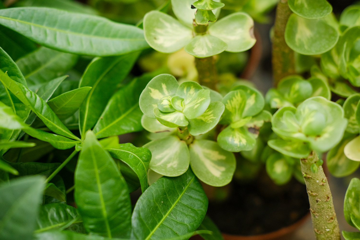 金钱木叶子发黑脱落如何办