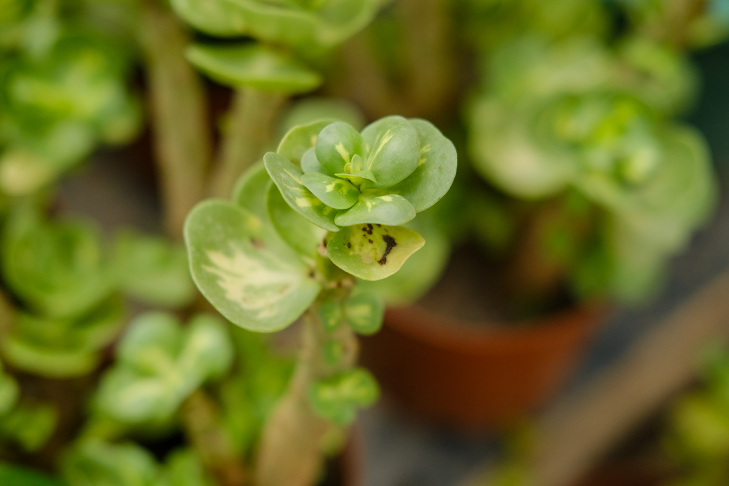 金钱木叶子发黑脱落如何办