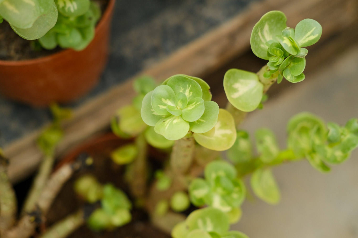 金钱木叶子发黑脱落如何办