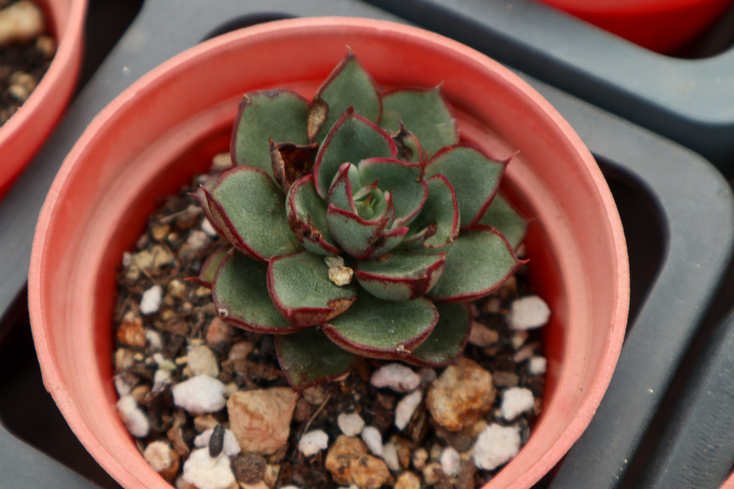 多肉长高不长胖如何办