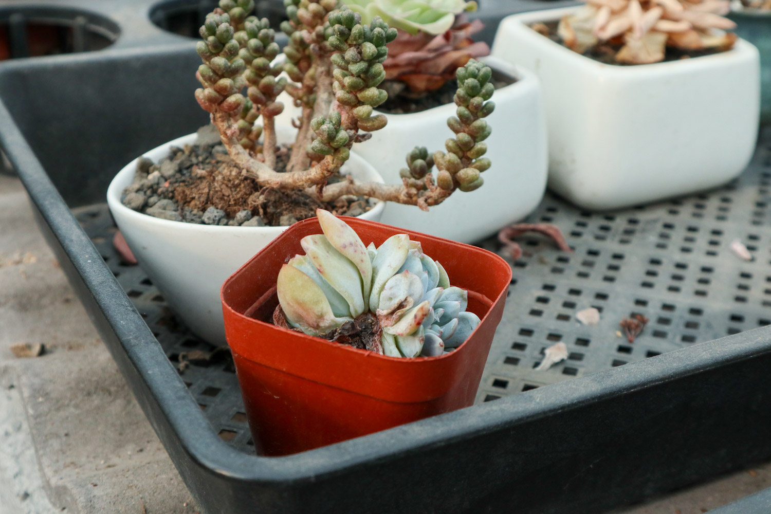 多肉长高不长胖如何办