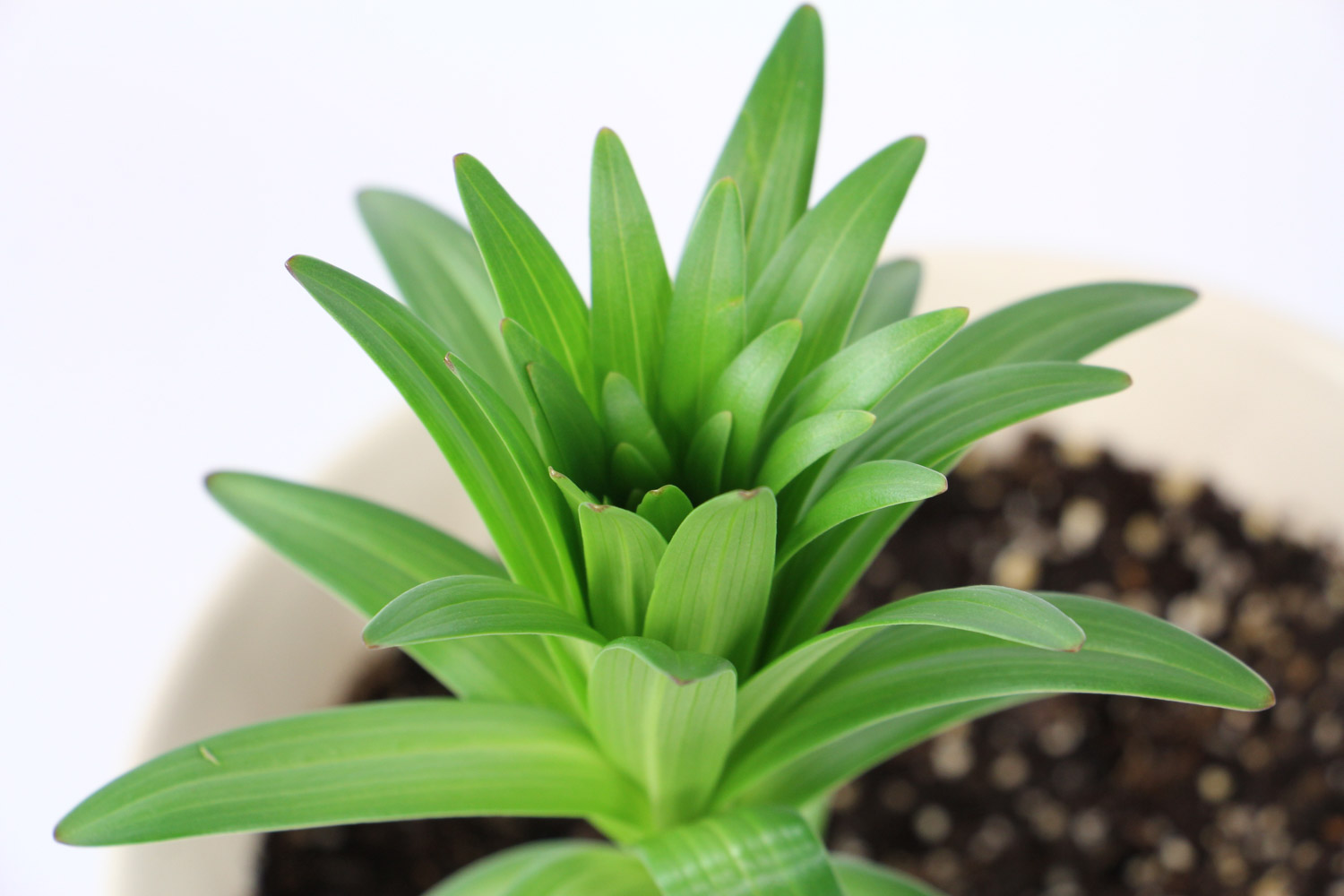 盆栽百合杆发黑的原因