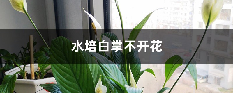 水培白掌不开花如何办