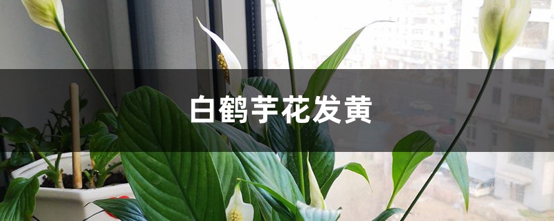 白鹤芋花发黄如何处理