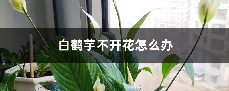 白鹤芋不开花如何办
