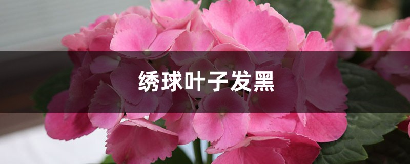绣球叶子发黑如何办