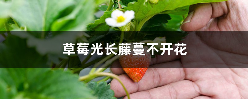草莓光长藤蔓不开花如何办