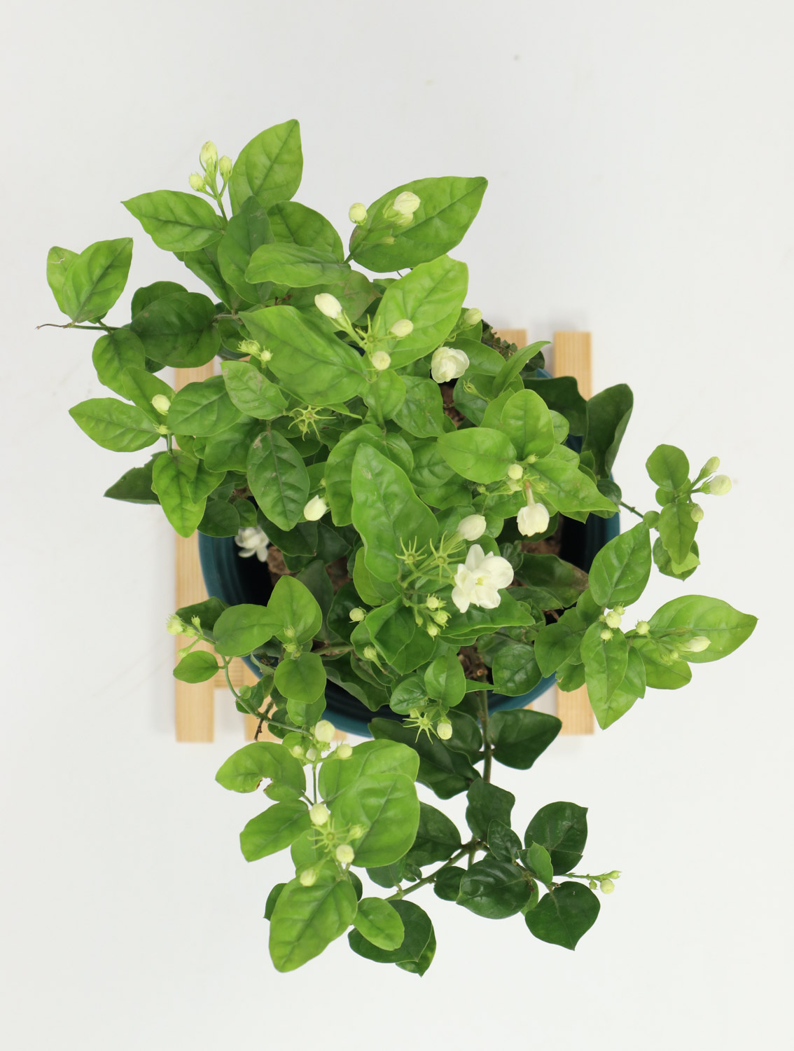 茉莉 茉莉花叶子枯萎如何回事