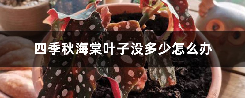四季秋海棠叶子没多少如何办