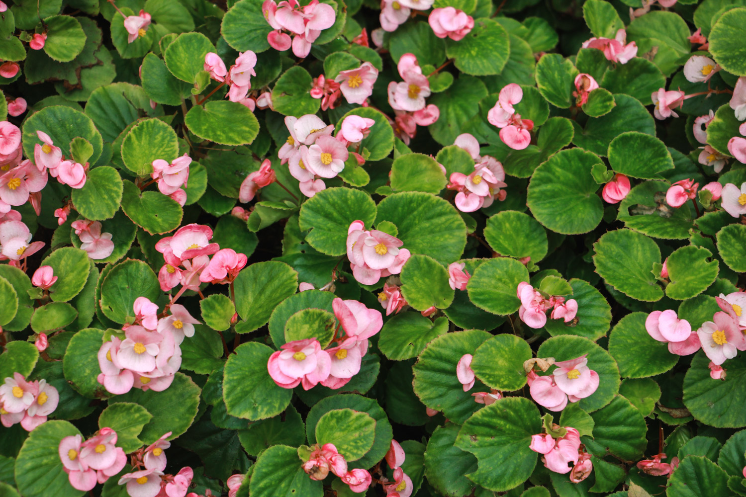 四季秋海棠 四季秋海棠叶子没多少如何办