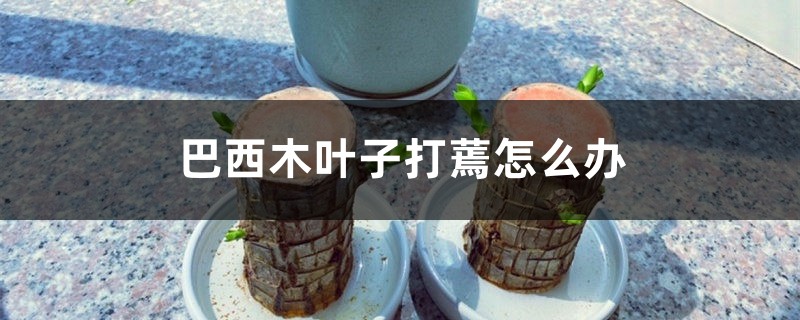 巴西木叶子打蔫如何办