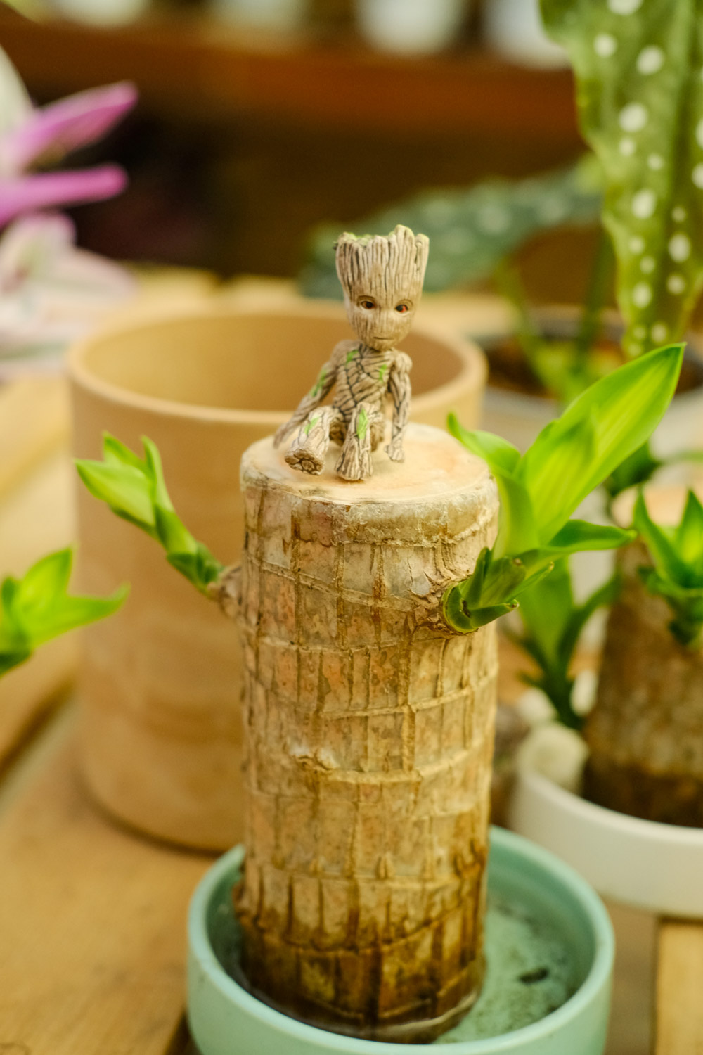 巴西木叶子打蔫如何办