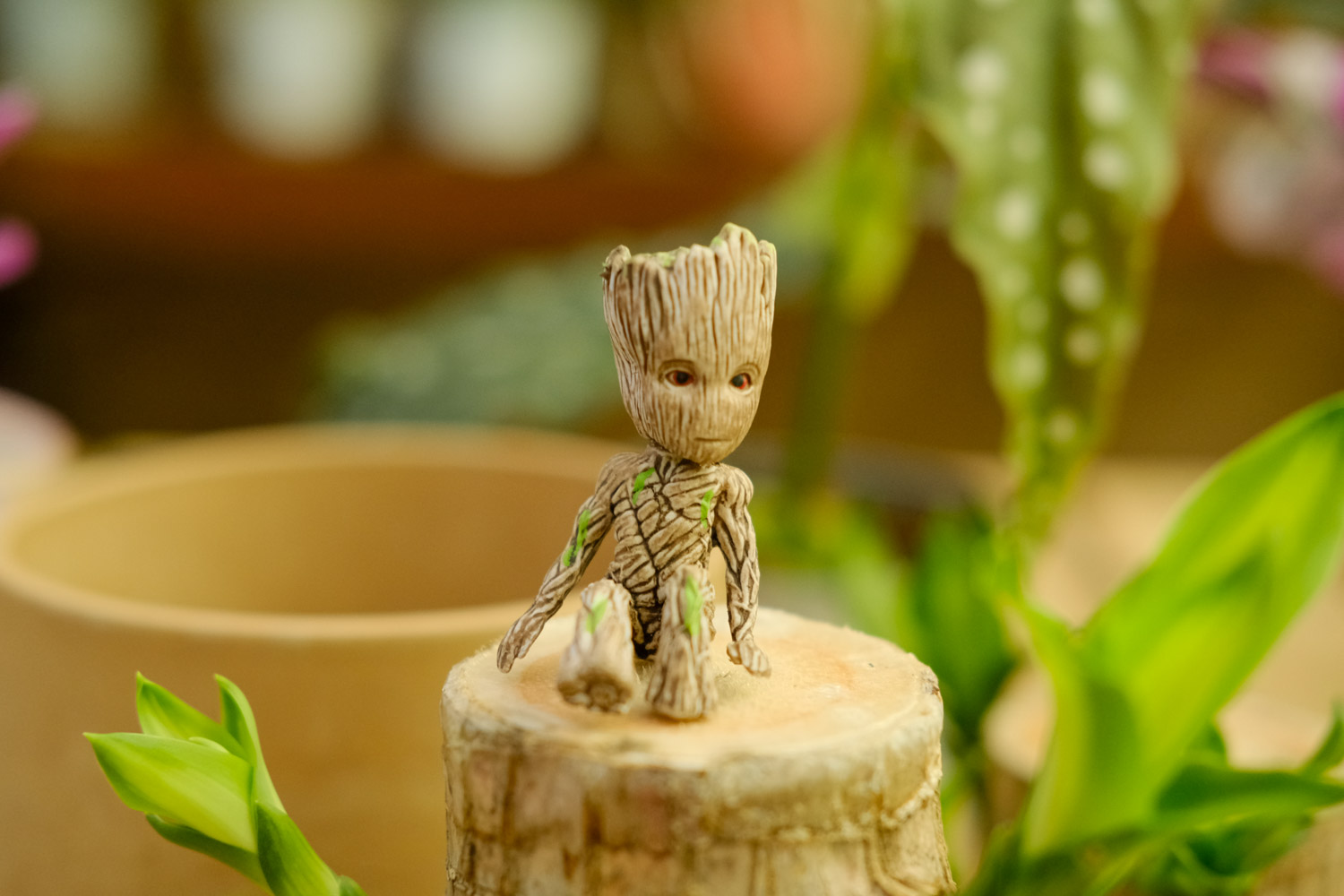 巴西木叶子打蔫如何办