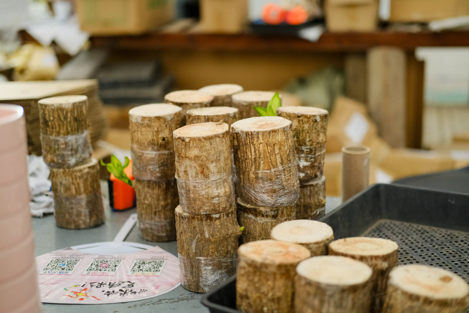 巴西木叶子打蔫如何办